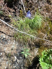 Phyteuma persicifolium