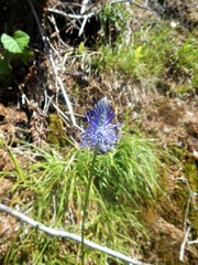 Phyteuma persicifolium