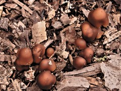 Psilocybe subaeruginosa image