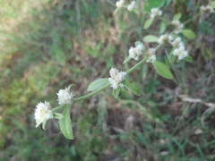 Alternanthera paronychioides