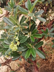 Polylepis besseri