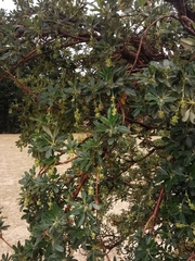 Polylepis besseri