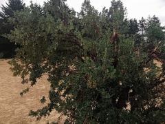 Polylepis besseri