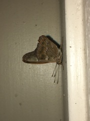 Apaturinae