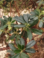 Polylepis besseri