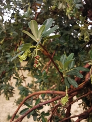 Polylepis besseri
