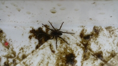 Diapontia