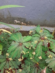 Biophytum sensitivum