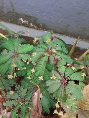 Biophytum sensitivum