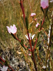 Boronia deanei