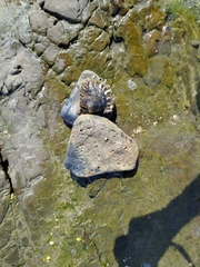 Pinctada margaritifera