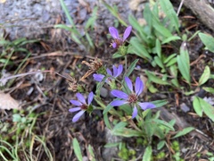 Eurybia surculosa