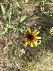 Tetragonotheca texana