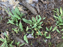 Eurybia surculosa
