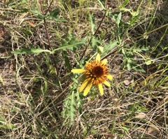 Tetragonotheca texana