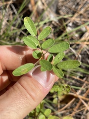 Chapmannia floridana