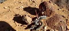 Ornithoglossum