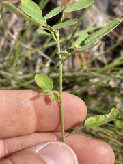 Chapmannia floridana