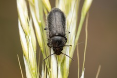 Enicopus