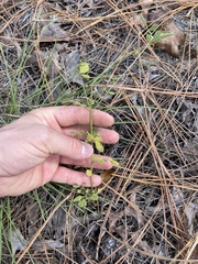 Chapmannia floridana