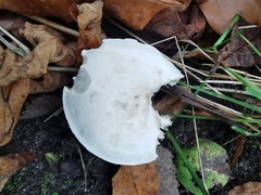 Fungi