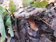 Fungi