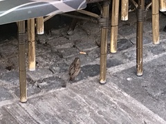 Passer domesticus