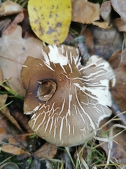 Fungi