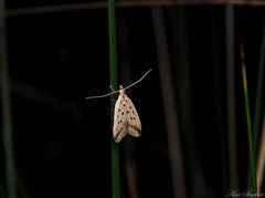 Atheropla decaspila