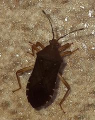 Anasa bellator