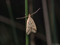 Atheropla decaspila