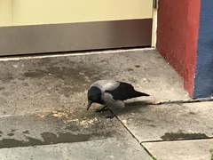 Corvus cornix
