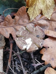 Fungi