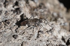 Macrosaldula variabilis