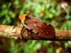 Penthicodes atomaria