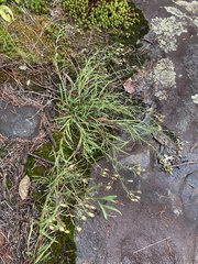 Eurybia surculosa
