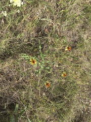 Tetragonotheca texana