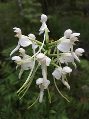 Platanthera integrilabia