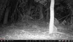 Thryonomys swinderianus