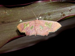 Pseudasellodes laternaria