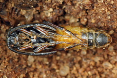 Dolerus junci