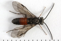 Dolerus junci