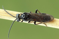 Dolerus junci