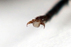 Dolerus junci