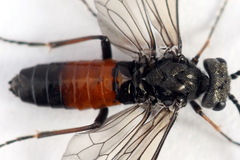 Dolerus junci