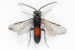Dolerus junci