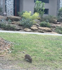 Isoodon obesulus obesulus