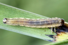 Dolerus junci