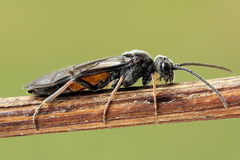 Dolerus junci