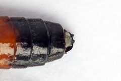 Dolerus junci